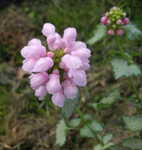 Lamium maculatum 'Shell Pink'
